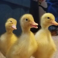 3crazyboys