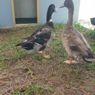 DuckyMama0309