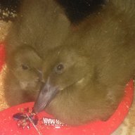 HolyDuckBatman