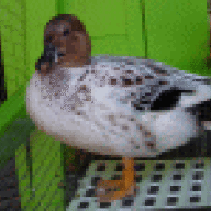 CallDuckLover