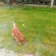 ChickenMcNugget