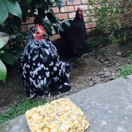 fluffycochins