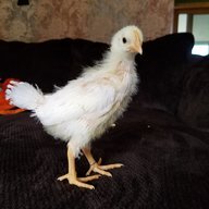 kellyschippy