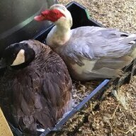 bickmarshducks