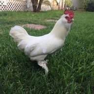El Rancherito