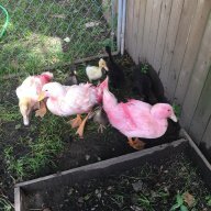 macyduck