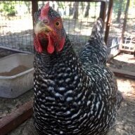 camochick96