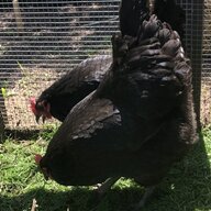 UrbnGardenPeeps
