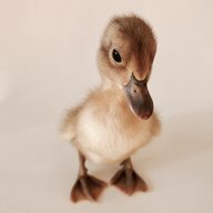 DesertDucks