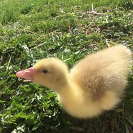 kevamewal