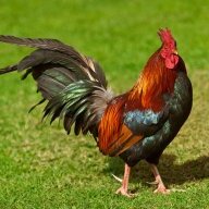 ChickKeeperSky
