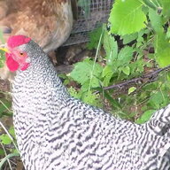 BantammChick
