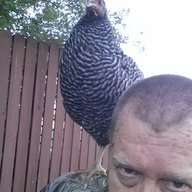 chick watcher