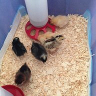 MOTHER of the CLUCKERS