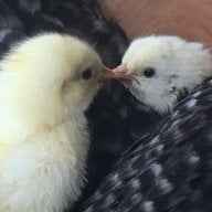 chicklette49
