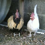 RoostersAreAwesome