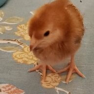 Hepburnchickens
