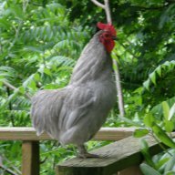 Caesar The Rooster