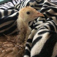 Me_and_my_chicks