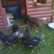 Harriet the hen