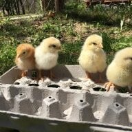 Chicks4Pgh