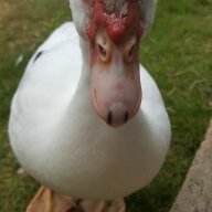 Lovelacetheduck