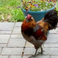 CrazeeChickenLady