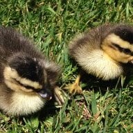 Chevalia's feathered farm
