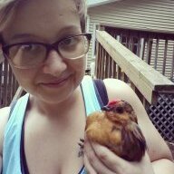 bantam_babies