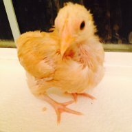 Madi the chicken person