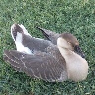 Lovemybirds41
