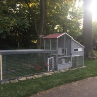 kentislandchickens