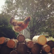 Chicken girl lover! 101