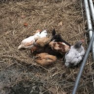 Spiersbarnyard