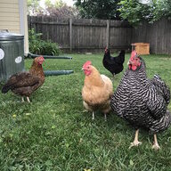MegasChickens