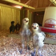 Groton Chick Momma