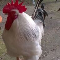 Zoechicken
