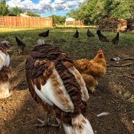 AllensBackyardBarnyard