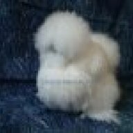 CrestedHorizonPoultry