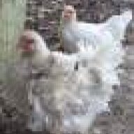 HenPecked_bychildren