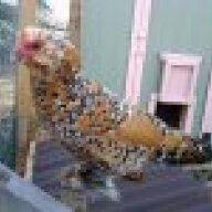 austincoopersilkiesies