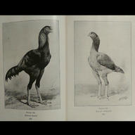 Gallus Giganteus