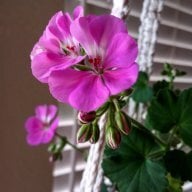 Geranium