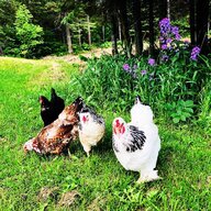 Courtney's_chickens