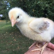 Cluck-cluck_boogie