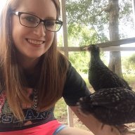 Wherethechickensat