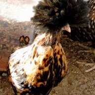 Great Eggspectations