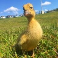 Double The Ducks