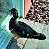 wild wood duck life saver