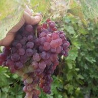 Rozim1
